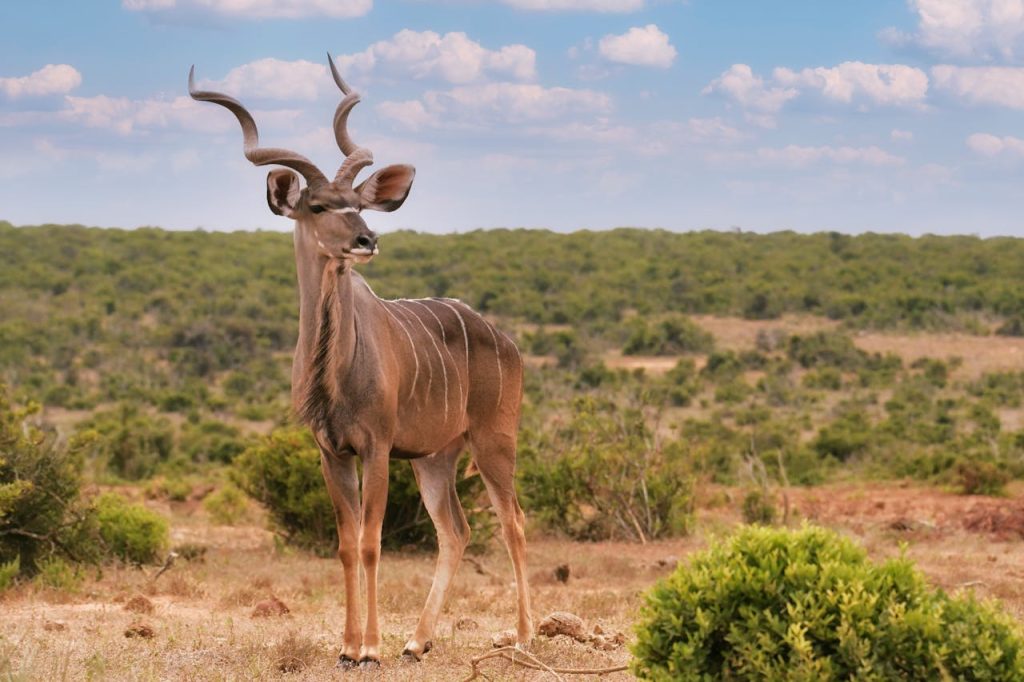 A stunning greater kudu antelope stands proudly in the South African savannah.
