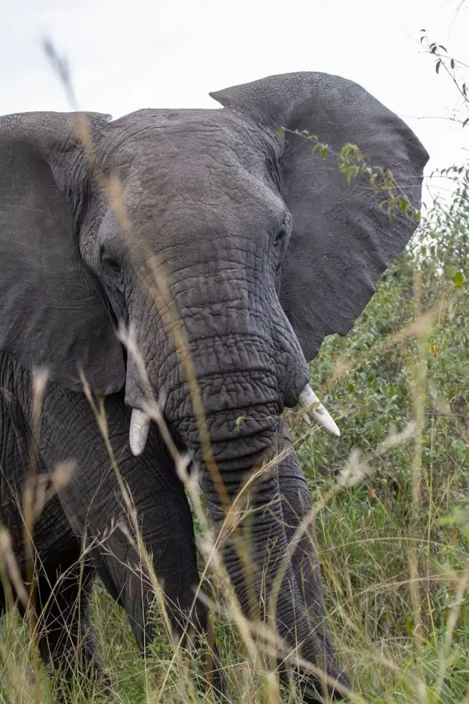 Close-up of a majestic African elephant in the grasslands of Kenya, showcasing its natural habitat.