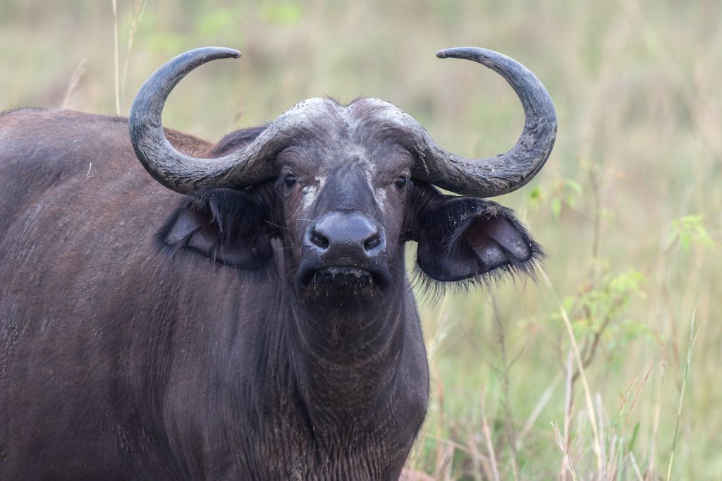 Detailed image of an African buffalo (Syncerus caffer) in its natural environment.