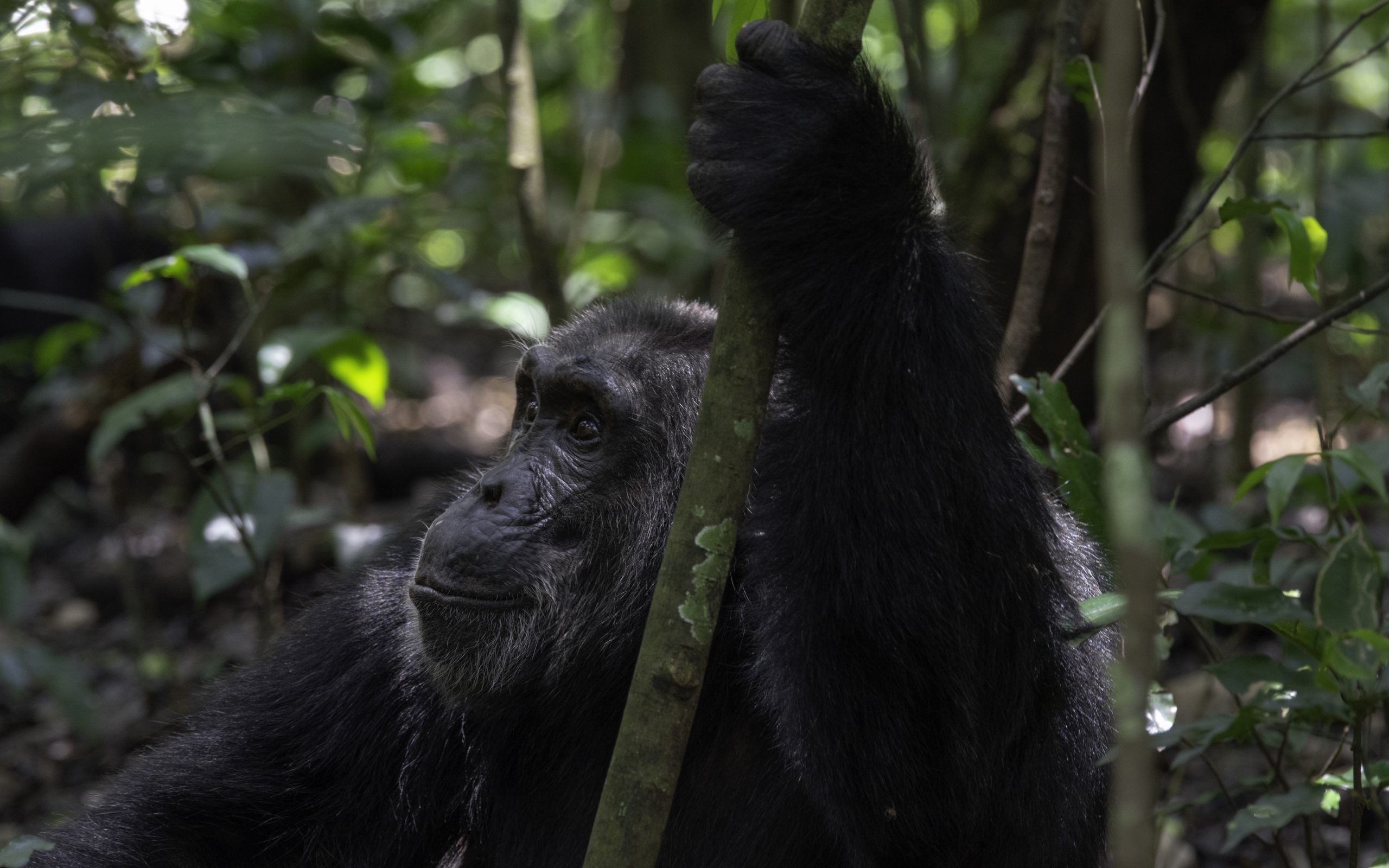 Chimpanzee tracking - comprehensive tours