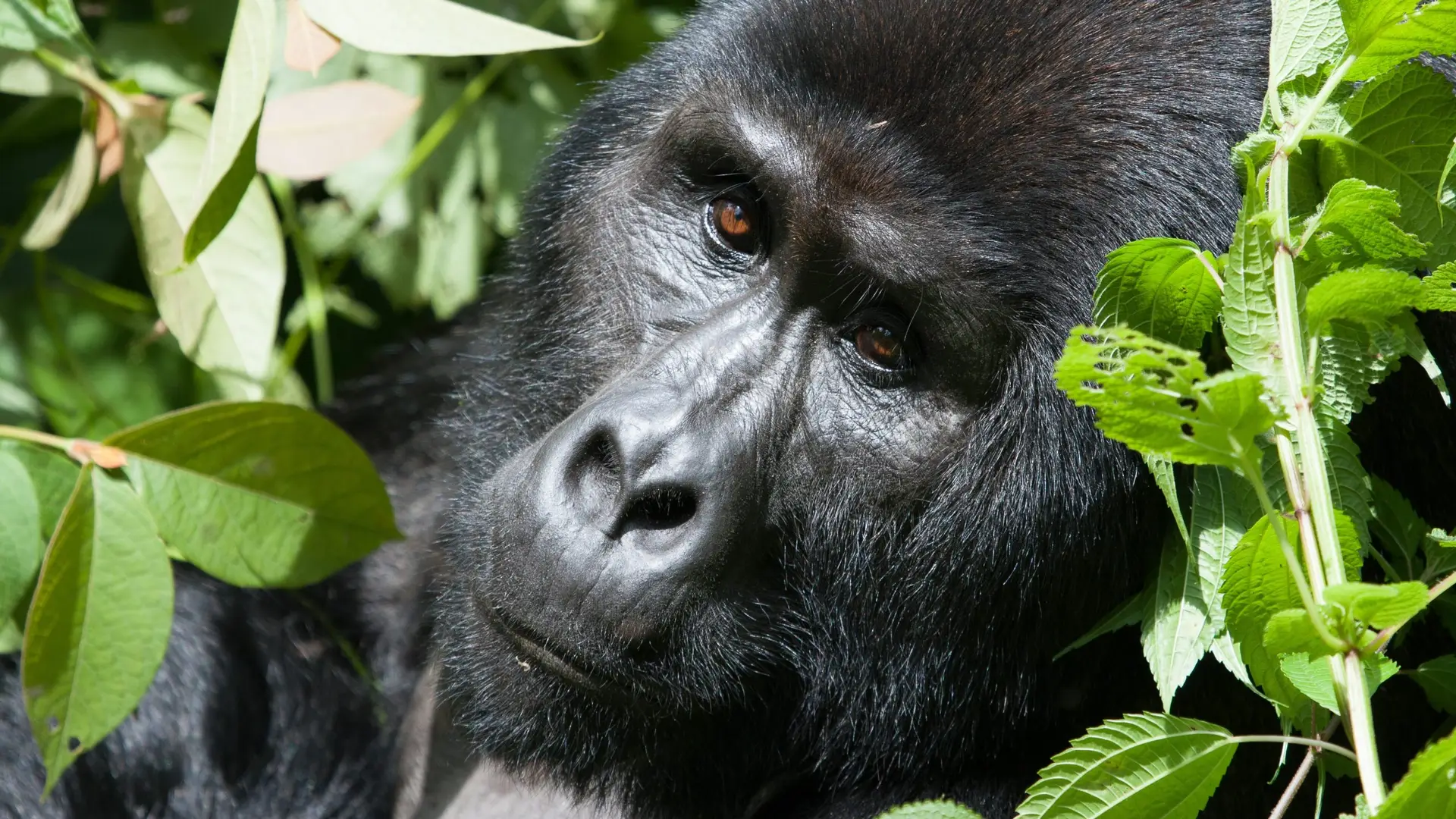 gorilla trekking in uganda1